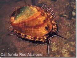 California Red Abalone