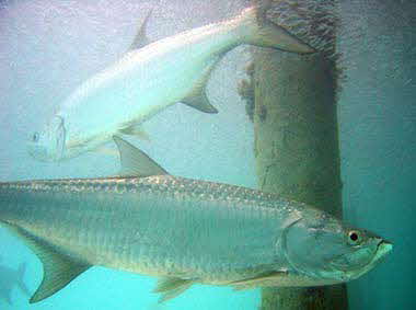 Atlantic Tarpon