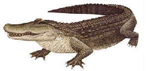 alligator