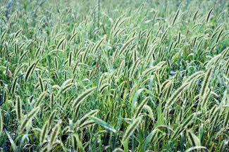 Barley field