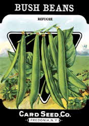 Bush Beans