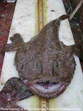 Black Monkfish