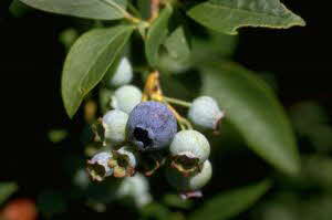 Wild Blueberries