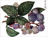 Blueberries