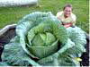 3rd Grade Cabbage