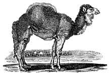 Camel drawing