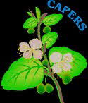 Caper Plant