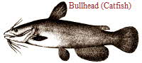 Bullhead Catfish