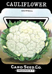 Cauliflower