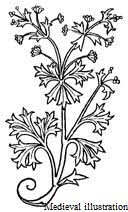 celery-022 celery-022