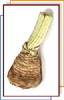 Celeriac (Celery Root)