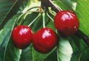 Three Cherries