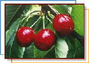 Cherries