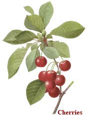 Cherry branch