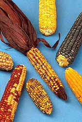 Colored Corn Ears