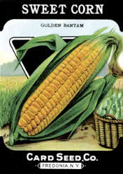 Sweet Corn