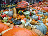 Lots of Pumpkins!