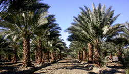 DATE PALMS