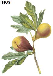 Figs on branch
