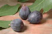 Mission Figs
