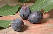 Black Mission Figs