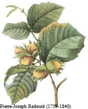 Hazelnuts on branch