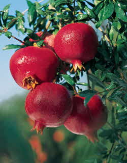 Closep of Pomegranate on tree