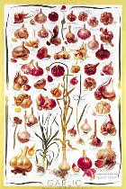 GARLIC GARLIC