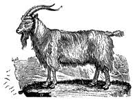 Common goat