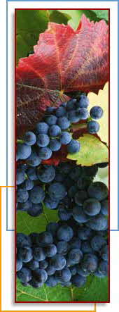 Purple Grapes Purple Grapes