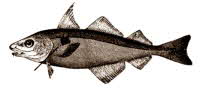 Haddock fish