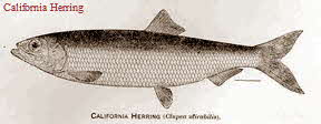 California Herring