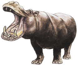 Hippopotamus