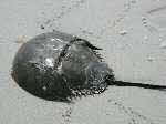 Horseshoe Crab