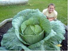 Giant Cabbage