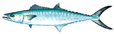 king mackerel