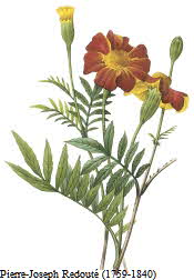 Marigold