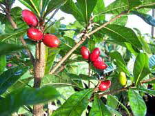 Miracle Fruit on tree