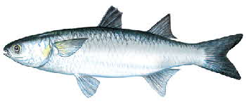 mullet