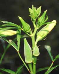 Okra Plant