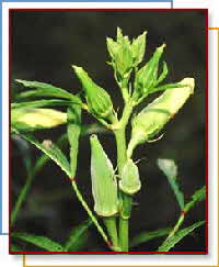 Okra Plant