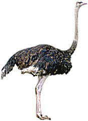 Ostrich