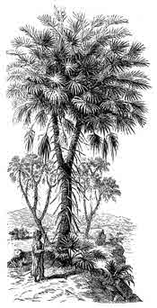 Doum Palm