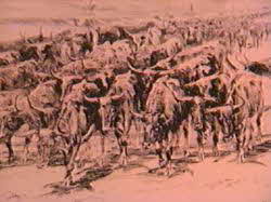 Parker Ranch - Cattle Parker Ranch - Cattle