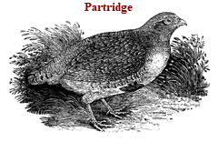 Partridge