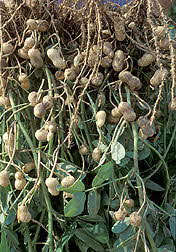 Peanuts on plant