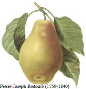 Pear