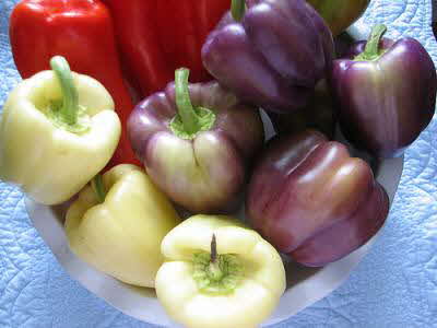 Sweet Pepper Colors