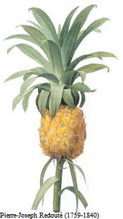 Pineapple