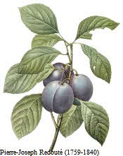 Plums on branch